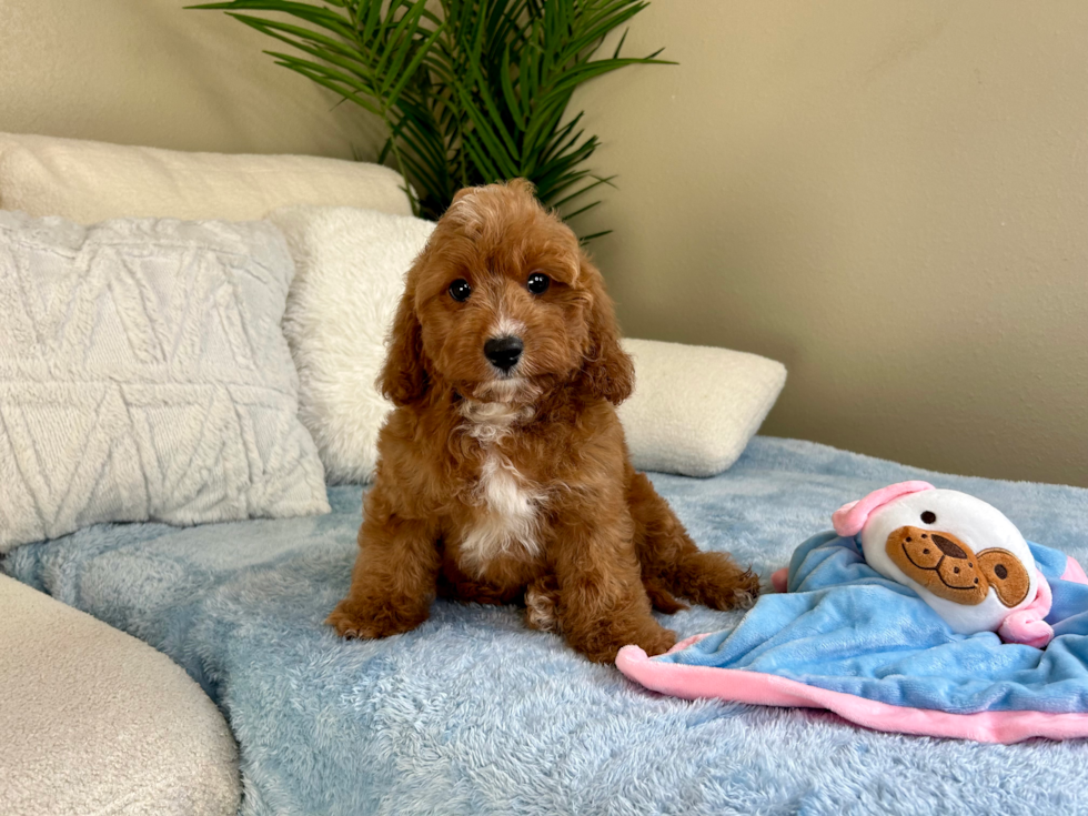 Cavapoo Pup Being Cute