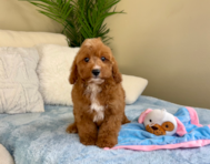 10 week old Cavapoo Puppy For Sale - Lone Star Pups