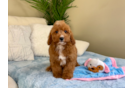 Cavapoo Puppy for Adoption