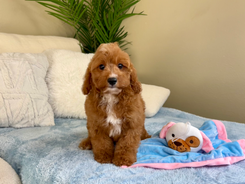 Cavapoo Puppy for Adoption