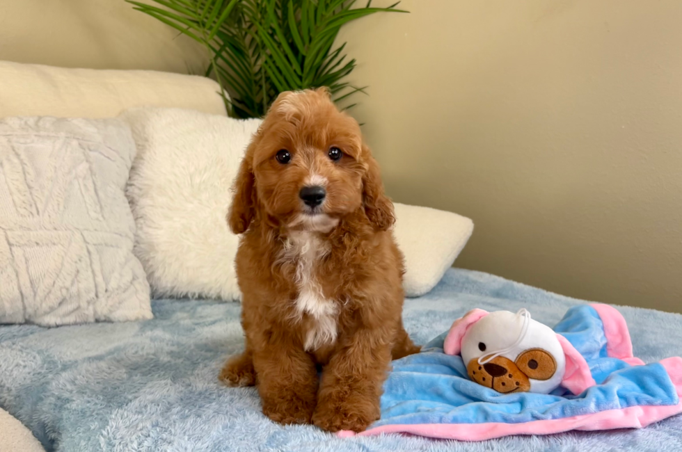 11 week old Cavapoo Puppy For Sale - Lone Star Pups