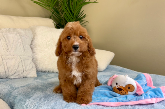 Cavapoo Puppy for Adoption