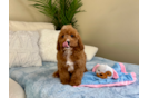 Cavapoo Pup Being Cute