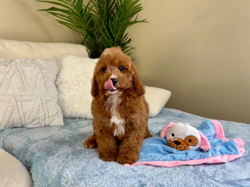 Cavapoo Pup Being Cute