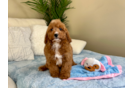 Cute Cavapoo Poodle Mix Pup