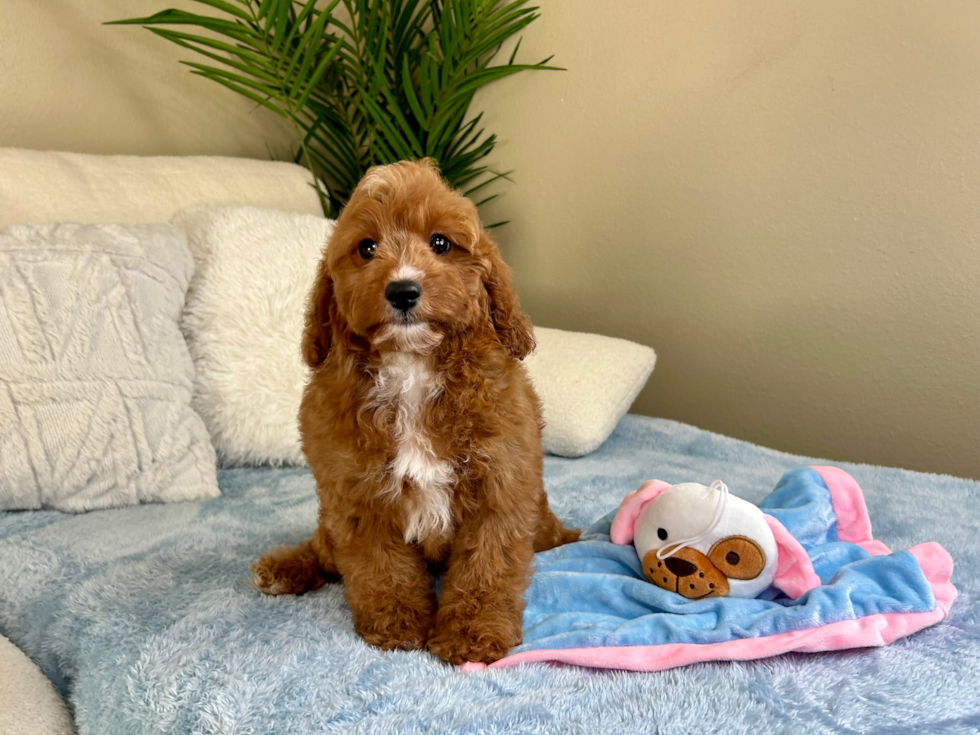 Cute Cavapoo Poodle Mix Pup