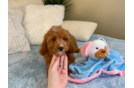 Cute Cavapoo Poodle Mix Pup