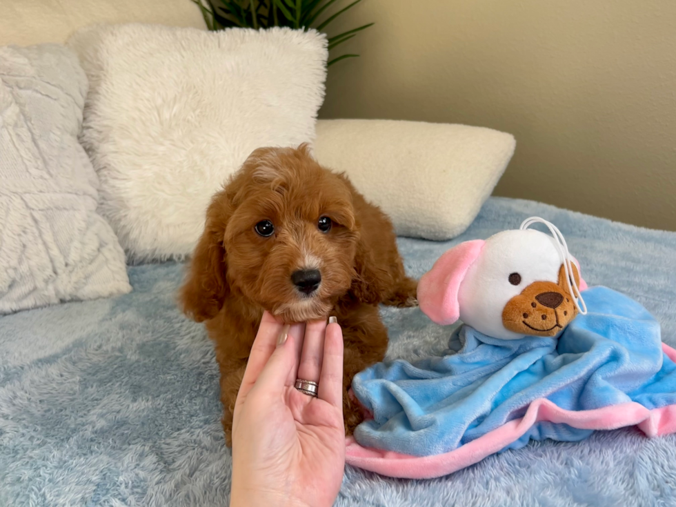 Cute Cavapoo Poodle Mix Pup