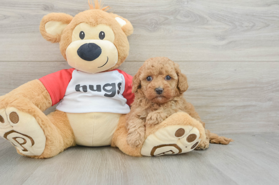 7 week old Cavapoo Puppy For Sale - Lone Star Pups