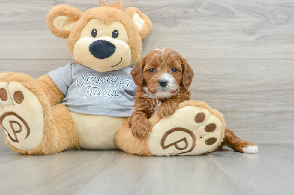 6 week old Cavapoo Puppy For Sale - Lone Star Pups