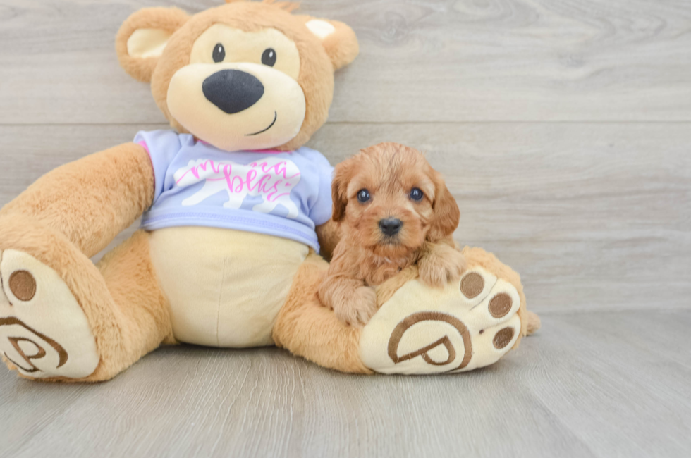 5 week old Cavapoo Puppy For Sale - Lone Star Pups