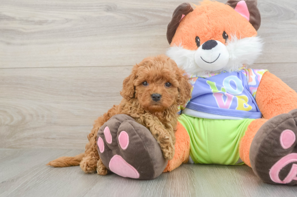 6 week old Cavapoo Puppy For Sale - Lone Star Pups