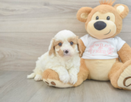 9 week old Cavapoo Puppy For Sale - Lone Star Pups