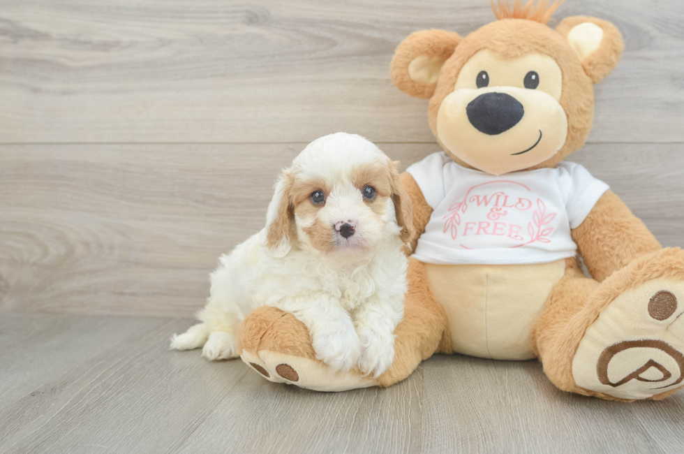 6 week old Cavapoo Puppy For Sale - Lone Star Pups