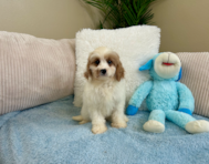 9 week old Cavapoo Puppy For Sale - Lone Star Pups