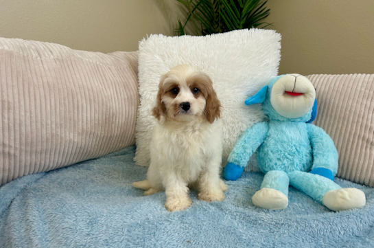 Cute Cavapoo Poodle Mix Pup