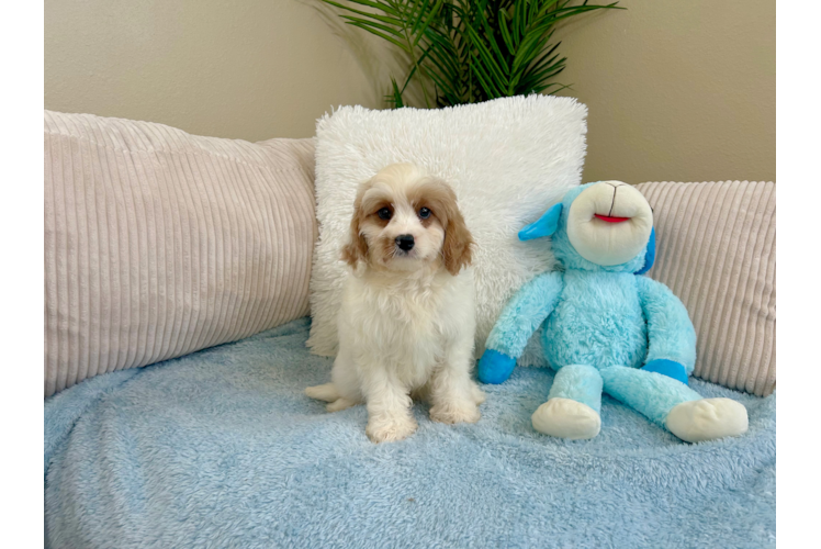 Cute Cavapoo Poodle Mix Pup