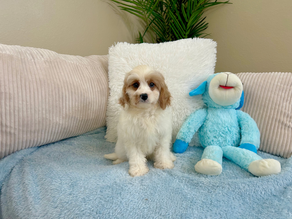 Cute Cavapoo Poodle Mix Pup