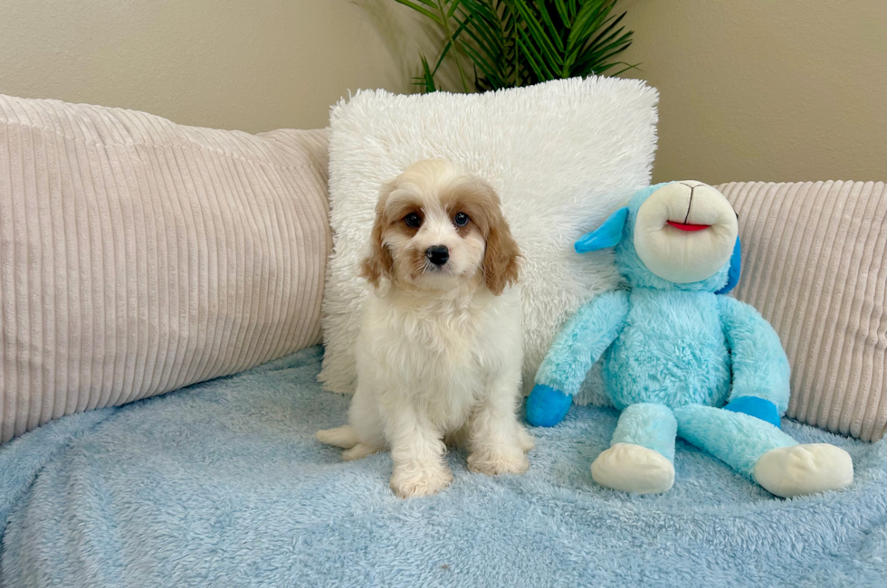 11 week old Cavapoo Puppy For Sale - Lone Star Pups
