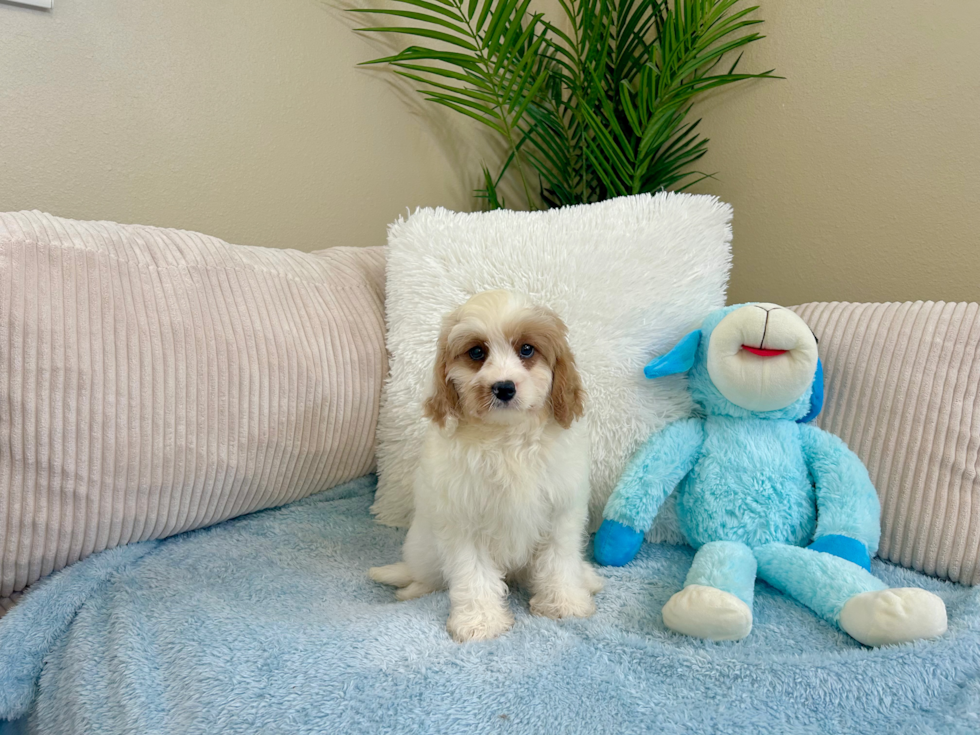 Cavapoo Pup Being Cute