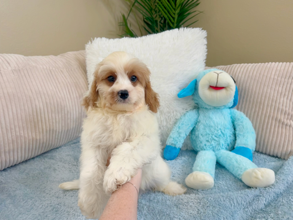 Cavapoo Pup Being Cute