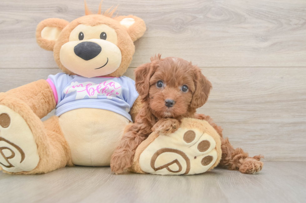 6 week old Cavapoo Puppy For Sale - Lone Star Pups