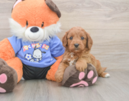 8 week old Cavapoo Puppy For Sale - Lone Star Pups