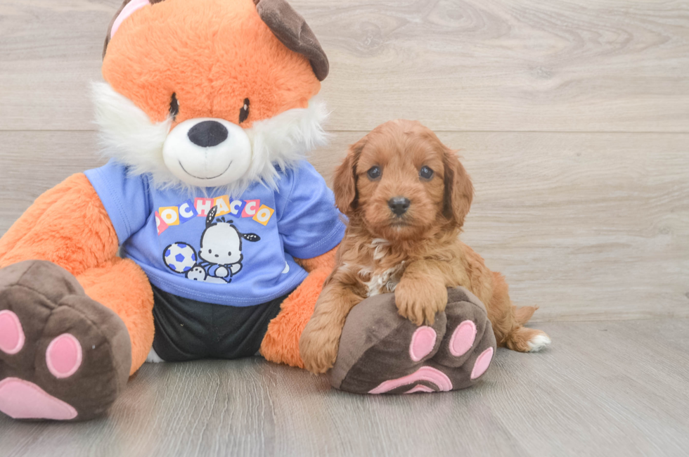 5 week old Cavapoo Puppy For Sale - Lone Star Pups