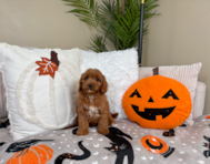 9 week old Cavapoo Puppy For Sale - Lone Star Pups