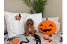 Cute Cavapoodle Poodle Mix Puppy