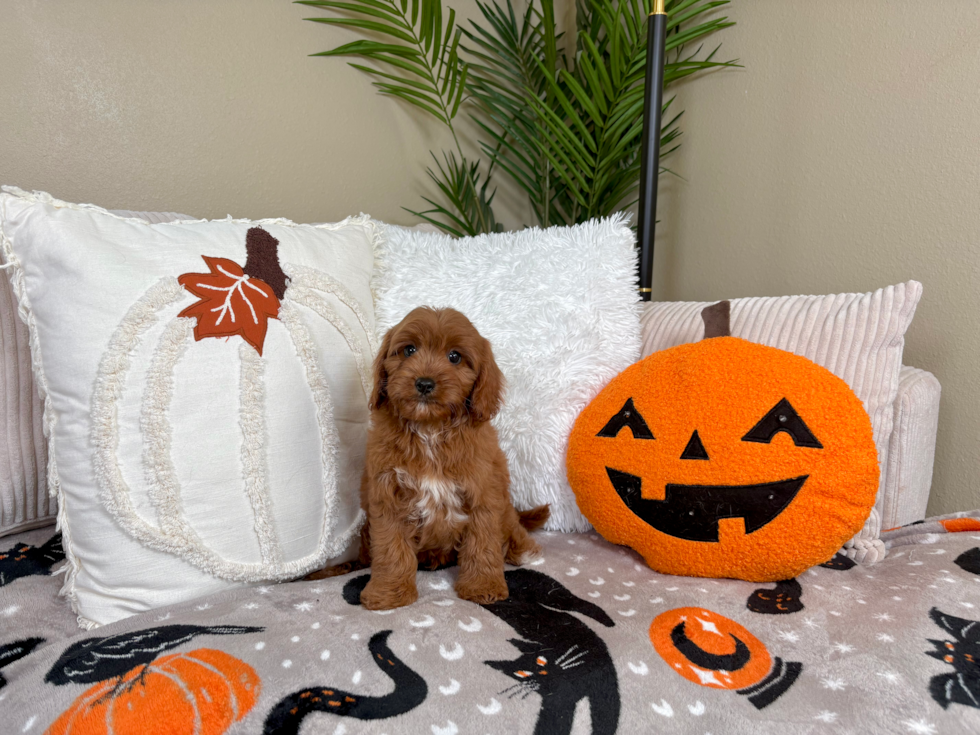 Cute Cavapoodle Poodle Mix Puppy