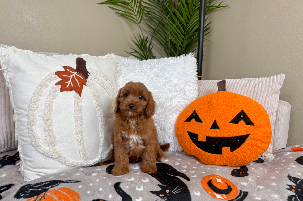 10 week old Cavapoo Puppy For Sale - Lone Star Pups