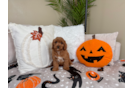 Cavapoo Pup Being Cute