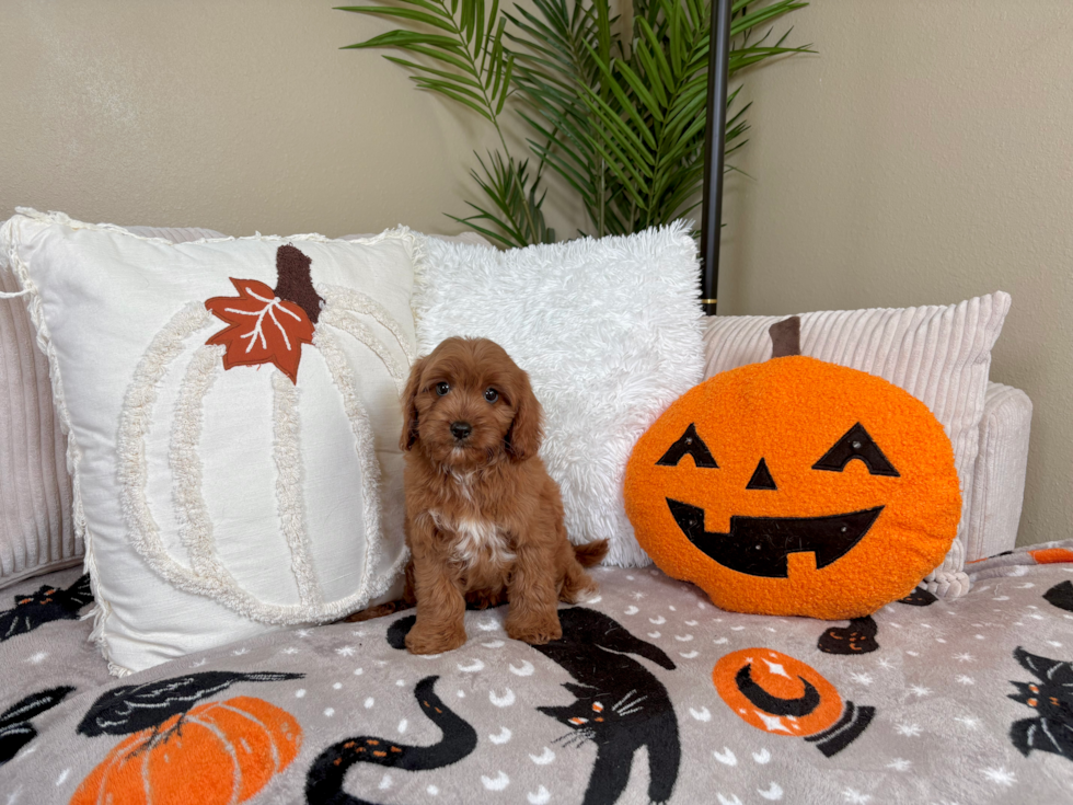Cavapoo Pup Being Cute