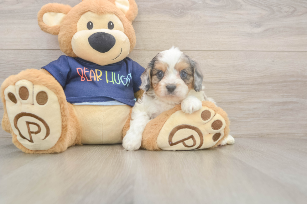 6 week old Cavapoo Puppy For Sale - Lone Star Pups