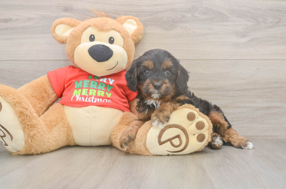 5 week old Cavapoo Puppy For Sale - Lone Star Pups