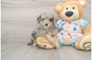 Funny Cavapoo Poodle Mix Pup