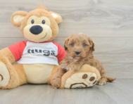 7 week old Cavapoo Puppy For Sale - Lone Star Pups