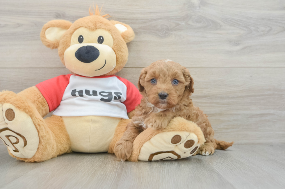 7 week old Cavapoo Puppy For Sale - Lone Star Pups