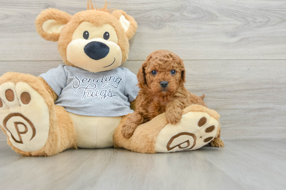 6 week old Cavapoo Puppy For Sale - Lone Star Pups