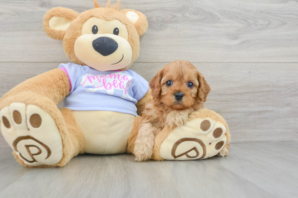 7 week old Cavapoo Puppy For Sale - Lone Star Pups