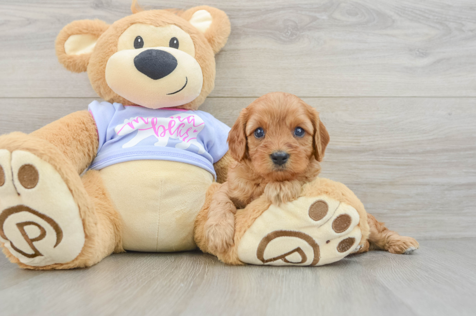 5 week old Cavapoo Puppy For Sale - Lone Star Pups