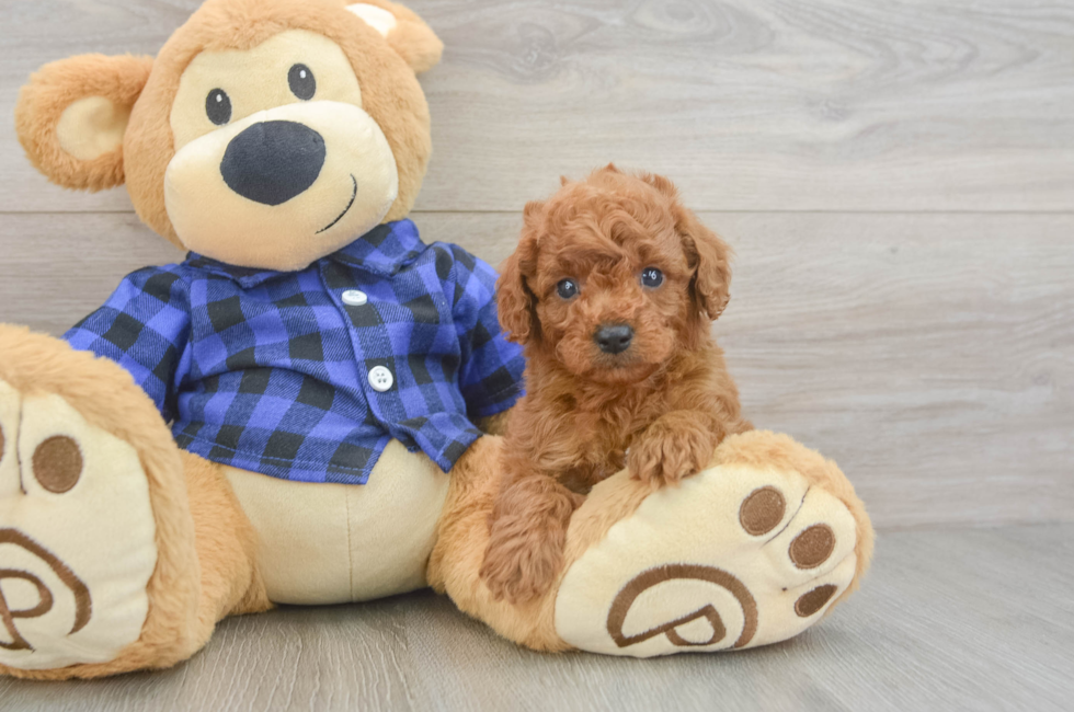 5 week old Cavapoo Puppy For Sale - Lone Star Pups