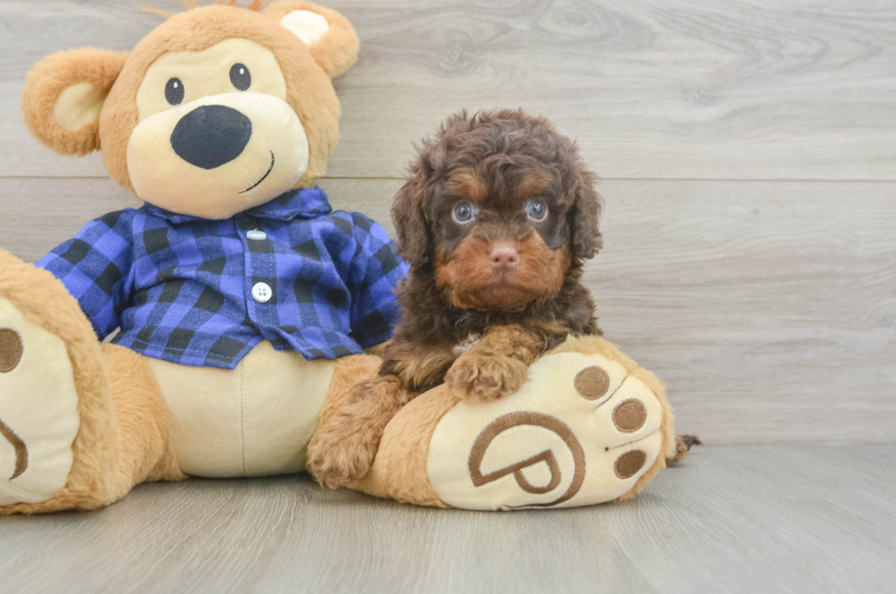 6 week old Cavapoo Puppy For Sale - Lone Star Pups
