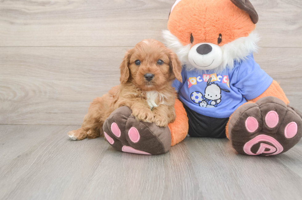 5 week old Cavapoo Puppy For Sale - Lone Star Pups