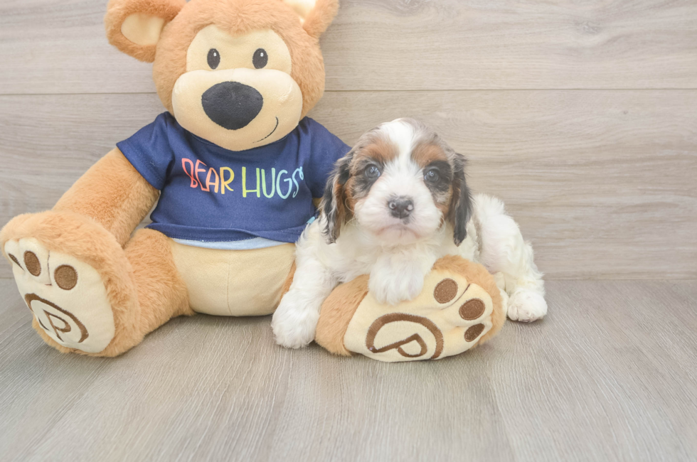 6 week old Cavapoo Puppy For Sale - Lone Star Pups