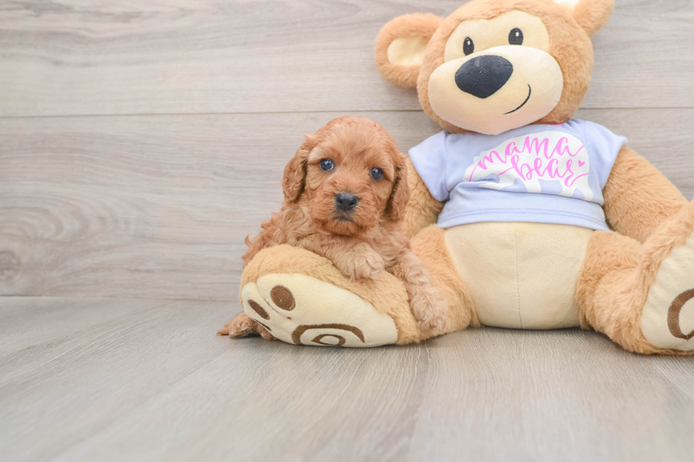 Fluffy Cavapoo Poodle Mix Pup