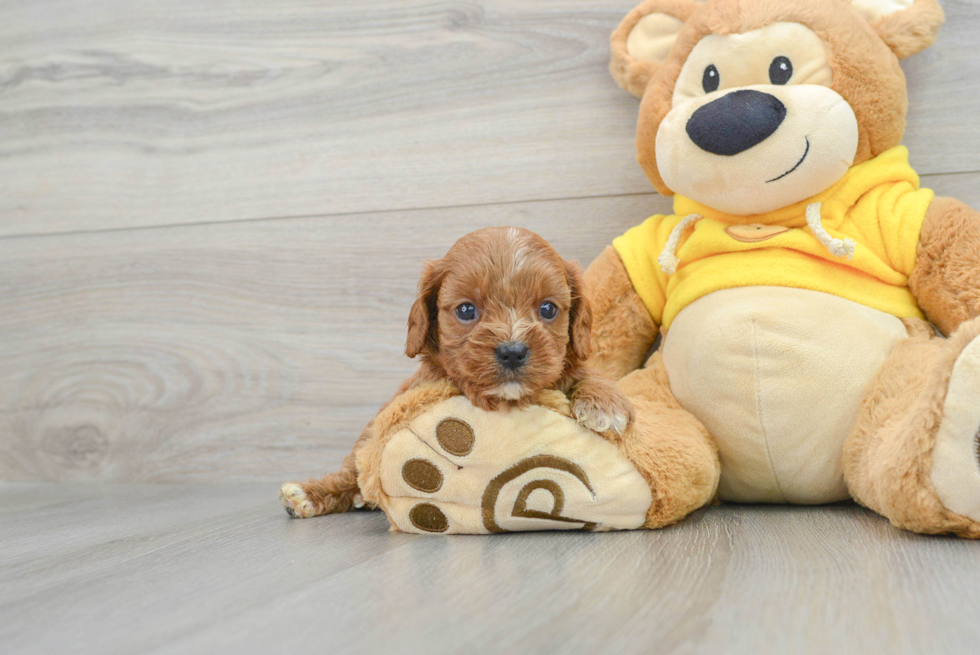 Funny Cavapoo Poodle Mix Pup