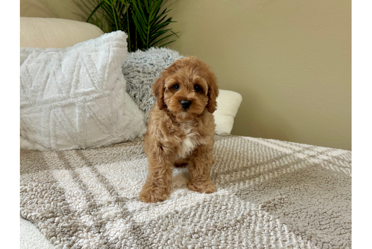 Cute Cavapoo Baby