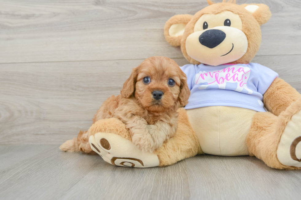 Petite Cavapoo Poodle Mix Pup